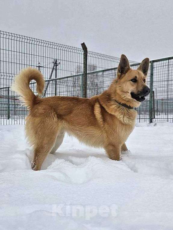 Собаки в Москве: Красивый, умный молодой домашний пес Майор ищет дом Мальчик, 10 руб. - фото 1