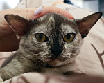 Кошки в Ростове-на-Дону: Кошечка европейской Бурмы Девочка, 65 000 руб. - фото 1