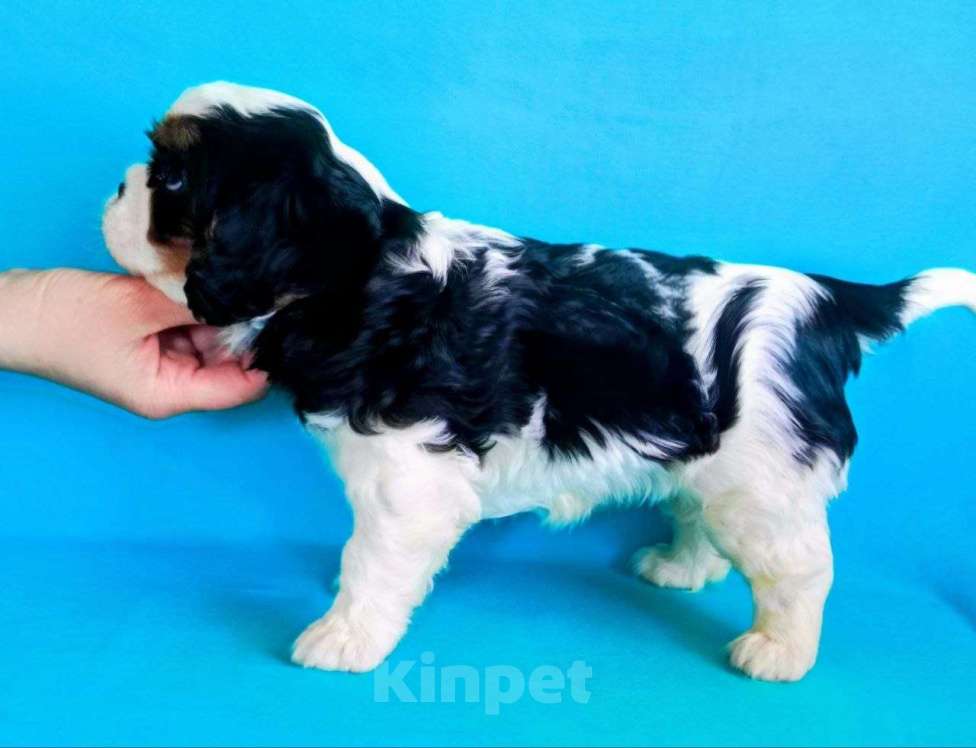 Собаки в других городах Московской области: Девочка кавалер кинг чарльз спаниель Девочка, Бесплатно - фото 4