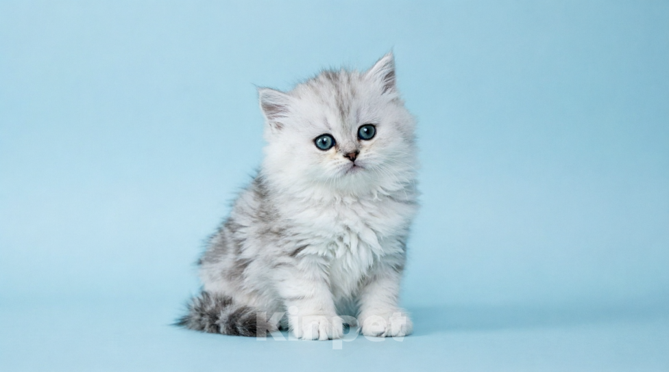 Кошки в Нижнем Новгороде: Шотландская серебристая трехцветная Девочка, 25 000 руб. - фото 6