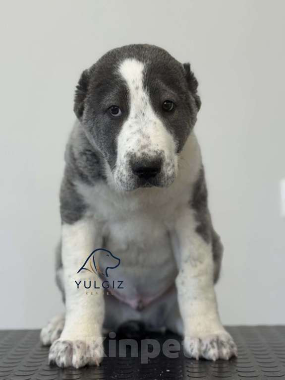 Собаки в Санкт-Петербурге: Загрей Мальчик, 60 000 руб. - фото 1