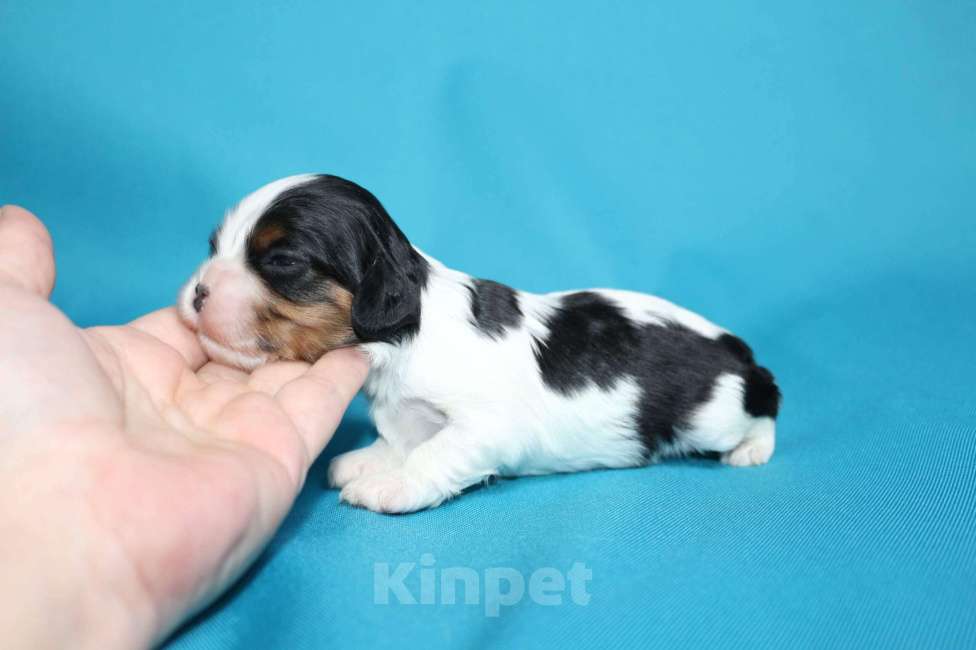 Собаки в Старом Осколе: Девочка триколор кавалер кинг чарльз спаниель Девочка, 100 000 руб. - фото 2