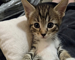 Кошки в Ижевске: котенок в добрые руки Девочка, Бесплатно - фото 1