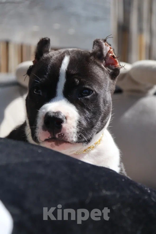 Собаки в других городах Московской области: Американский Булли стандарт Мальчик, 130 000 руб. - фото 5