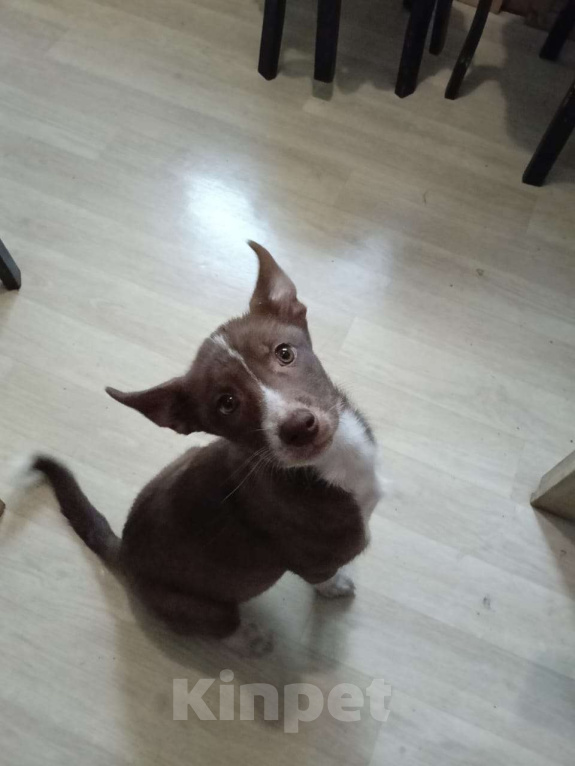 Собаки в Москве: Метис Лайки в добрые руки Девочка, Бесплатно - фото 5