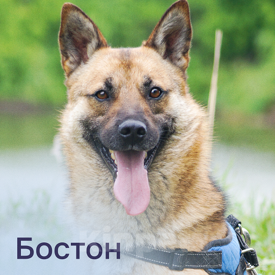 Собаки в Москве:   Бостон - Совершенство в каждой шерстинке! Мальчик, 10 руб. - фото 1