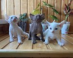 Кошки в Керчи: Продаю котят Мальчик, 30 000 руб. - фото 1