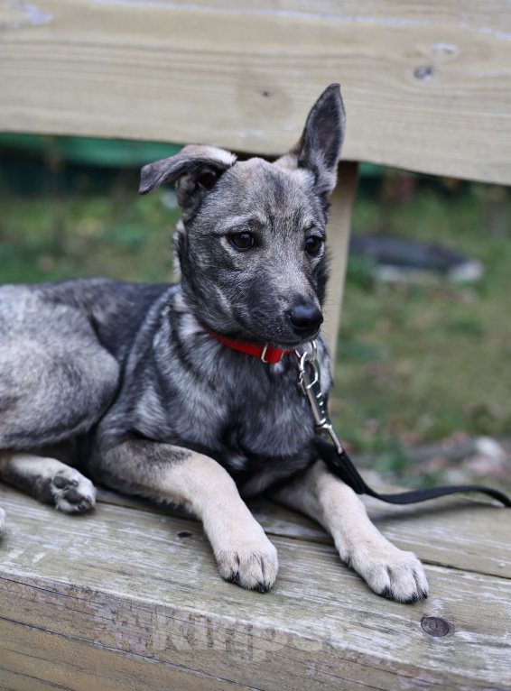 Собаки в Москве: Щенки бесплатно в Москве Девочка, Бесплатно - фото 6