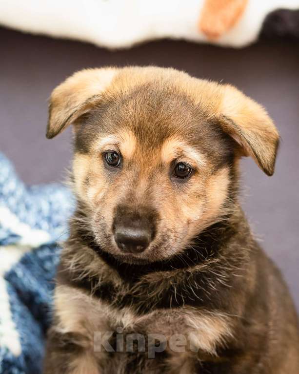 Собаки в других городах Ленинградской области: Щенки в добрые руки  Мальчик, Бесплатно - фото 4