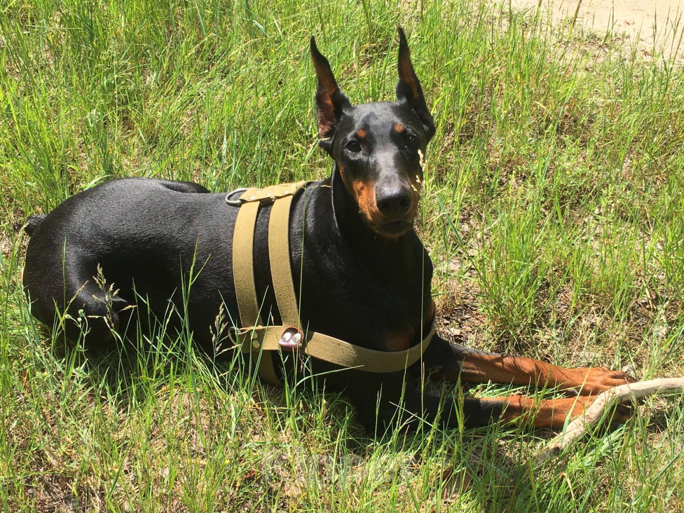 Собаки в Нижнем Новгороде: Щенки добермана  Девочка, 30 000 руб. - фото 5