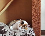 Кошки в Санкт-Петербурге: Кошка Белла Девочка, 1 руб. - фото 3