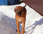 Собаки в Москве: Мальчик родезийского риджбека Мальчик, Бесплатно - фото 3