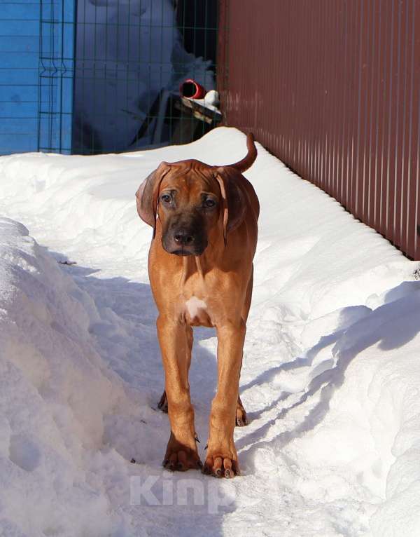 Собаки в Москве: Мальчик родезийского риджбека Мальчик, Бесплатно - фото 3