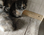 Кошки в Белово: Котёнок в добрые руки Девочка, Бесплатно - фото 4
