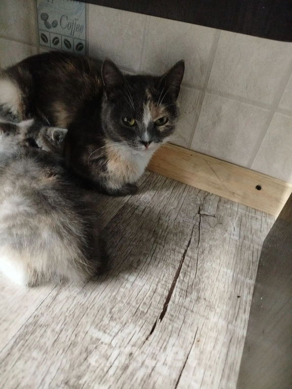 Кошки в Белово: Котёнок в добрые руки Девочка, Бесплатно - фото 4