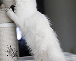 Кошки в Москве: Котята мейнкун на высоком серебре Мальчик, 25 000 руб. - фото 1