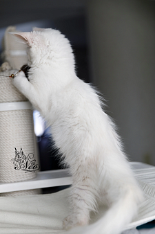 Объявление: Котята мейнкун на высоком серебре, 25 000 руб., Москва