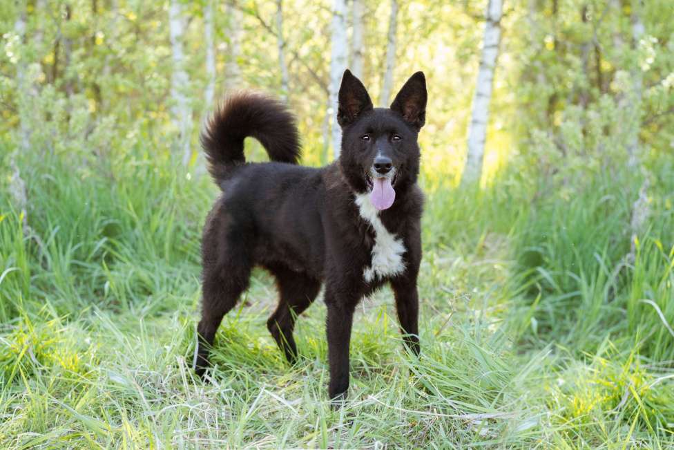 Собаки в Москве: Собака-компаньон в добрые руки! Мальчик, Бесплатно - фото 9