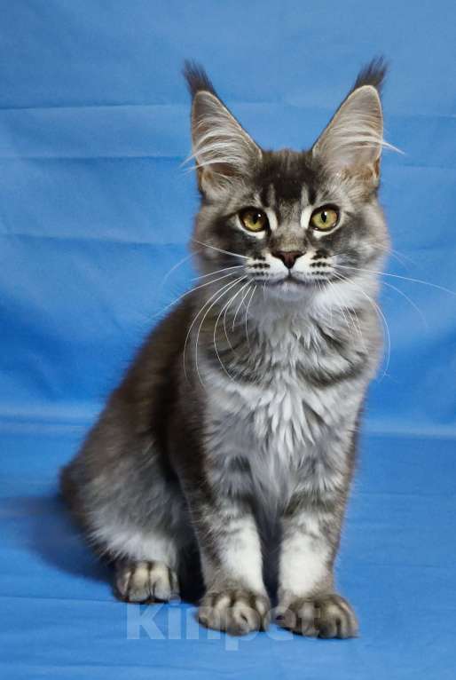 Кошки в Чайковском: Мирабела Девочка, 40 000 руб. - фото 2