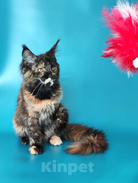 Кошки в Комсомольске-На-Амуре: Котенок мейн кун Девочка, 100 000 руб. - фото 4