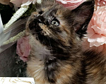 Кошки в Воронеже: Уникальная девочка, котенок Мейн кун Девочка, 30 000 руб. - фото 4
