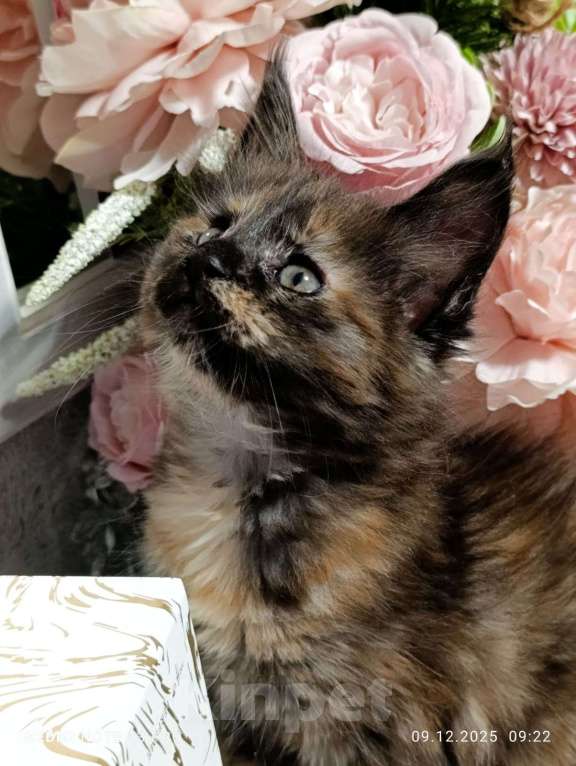 Кошки в Воронеже: Уникальная девочка, котенок Мейн кун Девочка, 30 000 руб. - фото 4