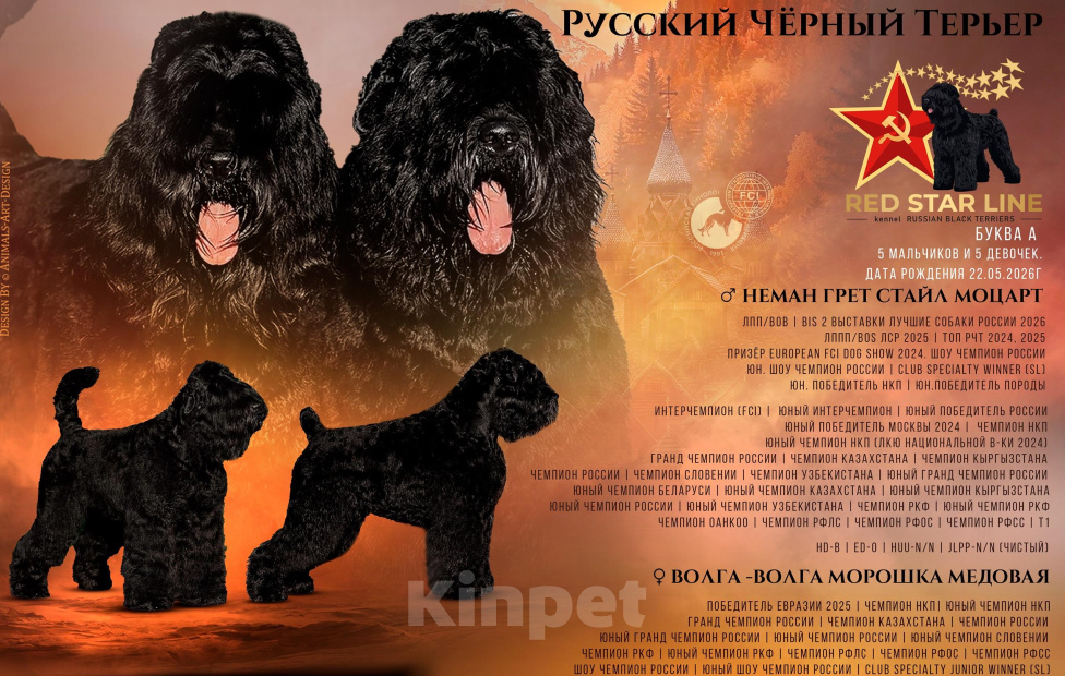 Собаки в Челябинске: Продам щенка Русского черного терьера. Девочка, 60 000 руб. - фото 3