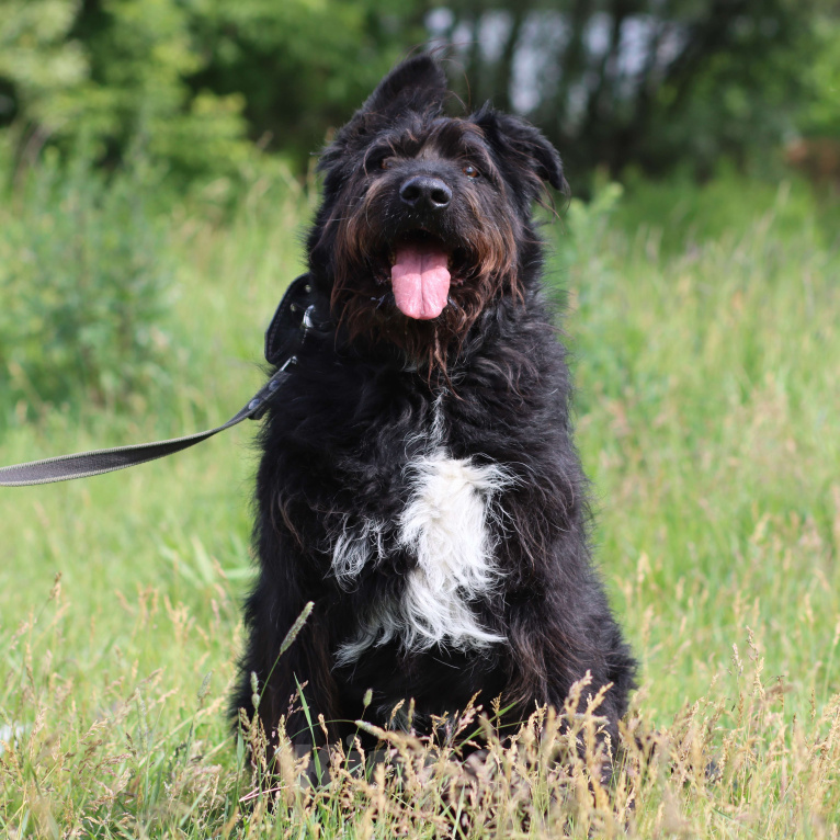 Собаки в Москве: Чёрный терьер бородатик Потап Мальчик, Бесплатно - фото 7