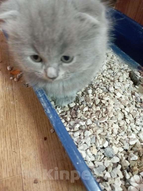 Кошки в Набережных Челнах: Котята Мальчик, 1 000 руб. - фото 5