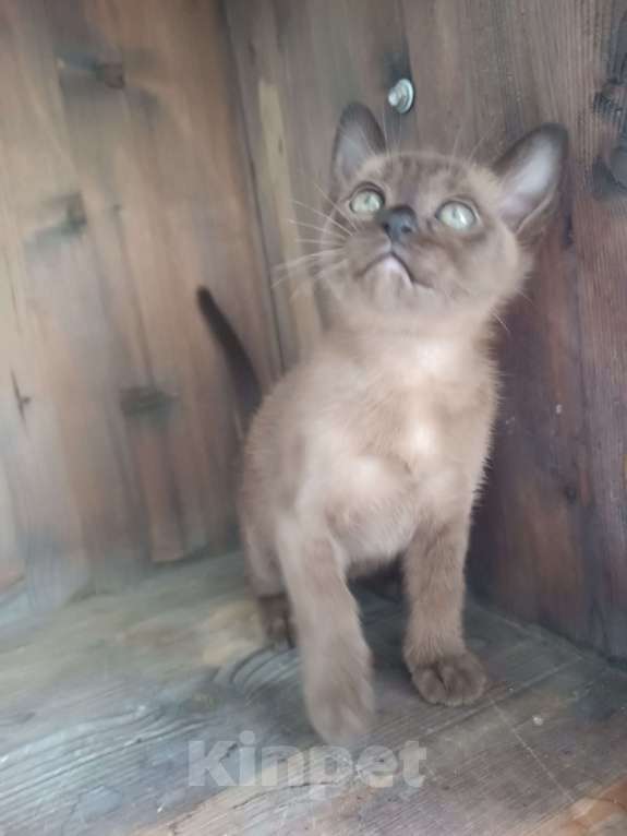 Кошки в Ростове-на-Дону: Котик европейской Бурмы  Мальчик, 70 000 руб. - фото 2