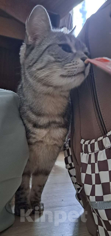 Кошки в Москве: Серенькая Лиза в полосочку создаст уют в вашем доме Девочка, Бесплатно - фото 3