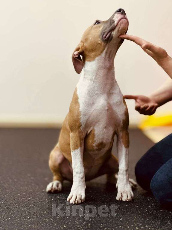 Собаки в Москве: Яркая детка амстаффа  Девочка, 80 000 руб. - фото 3