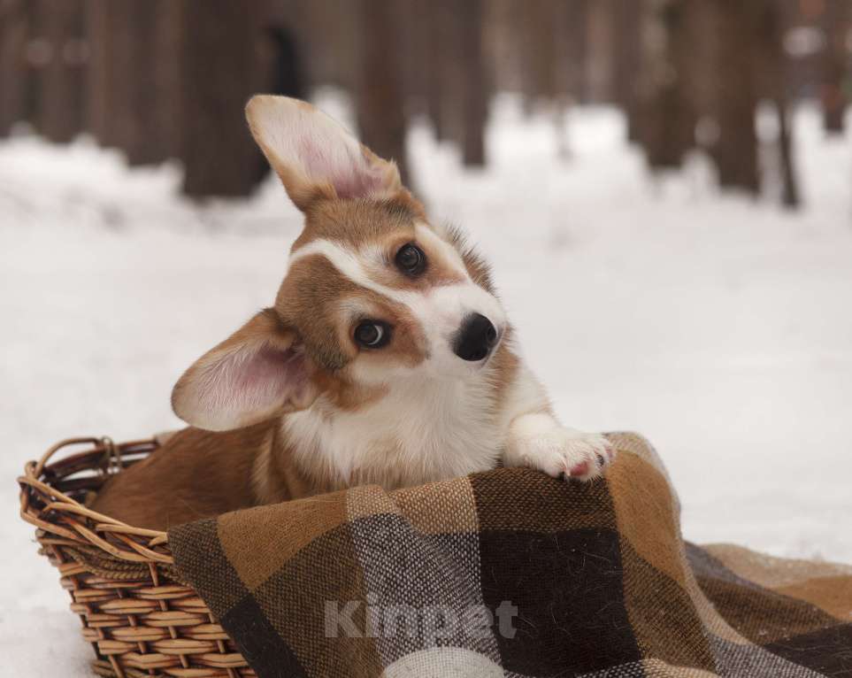 Собаки в Новосибирске: Продажа корги пемброк Мальчик, 70 руб. - фото 2