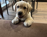 Собаки в Новосибирске: Продам щенка лабрадора Мальчик, 30 000 руб. - фото 2