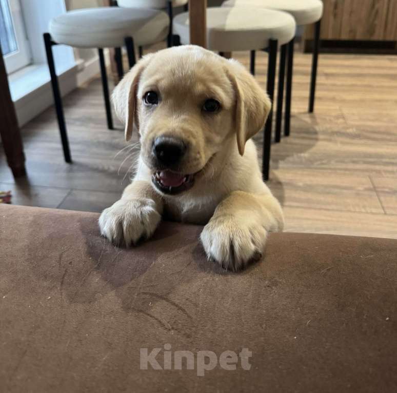 Собаки в Новосибирске: Продам щенка лабрадора Мальчик, 30 000 руб. - фото 2