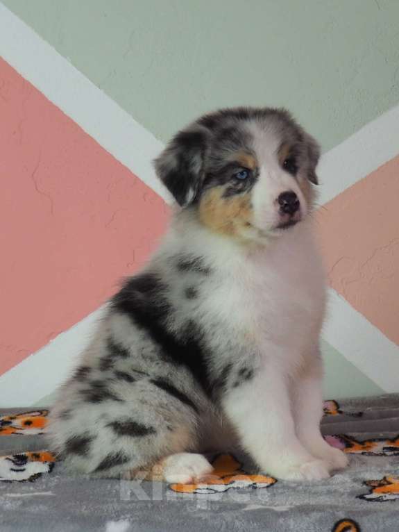 Собаки в Липецке: Щенки австралийской овчарки РКФ Девочка, Бесплатно - фото 5