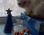 Кошки в Алапаевске: Белая кошечка Девочка, 1 руб. - фото 1