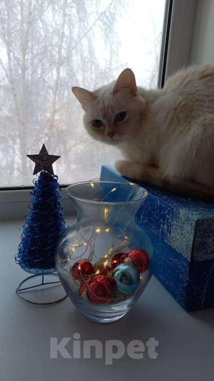 Кошки в Алапаевске: Белая кошечка Девочка, 1 руб. - фото 1
