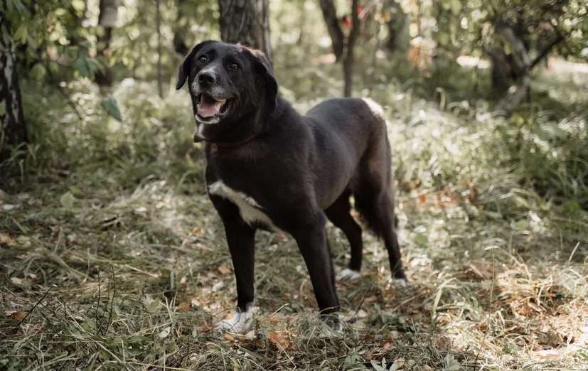Собаки в Москве: Билла Девочка, Бесплатно - фото 2