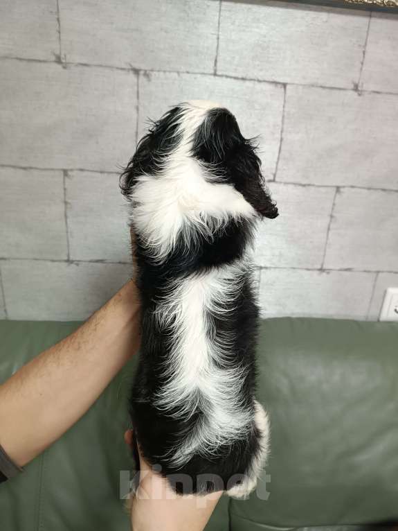 Собаки в Екатеринбурге: Продаю щенка  Мальчик, 100 000 руб. - фото 10