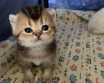 Кошки в Москве: Шотландские золотые котята Разнополые, 40 000 руб. - фото 3