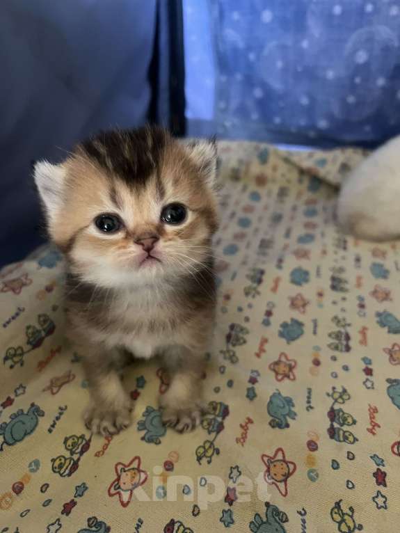 Кошки в Москве: Шотландские золотые котята Разнополые, 40 000 руб. - фото 3