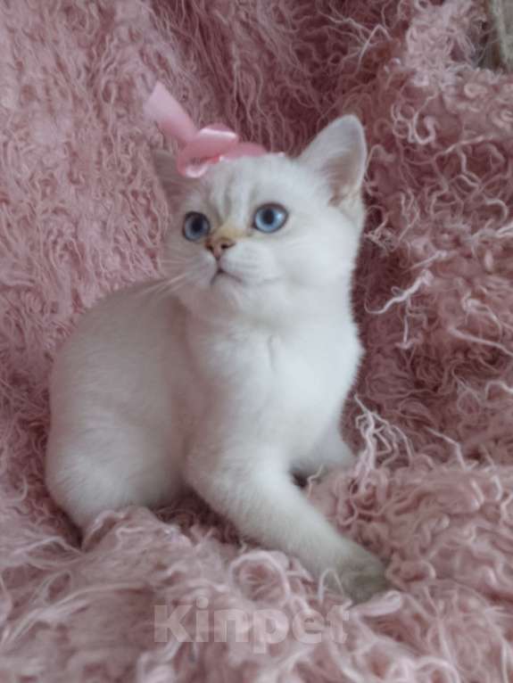 Кошки в Арзамасе: Шотландская девочка шиншилла колор поинт  Девочка, 15 000 руб. - фото 4