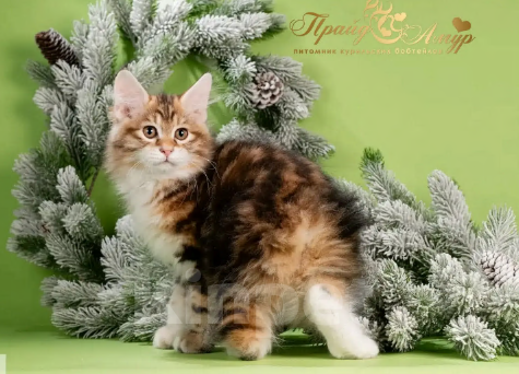 Кошки в Москве: Котенок золотой Курильского Бобтейла Мальчик, Бесплатно - фото 1