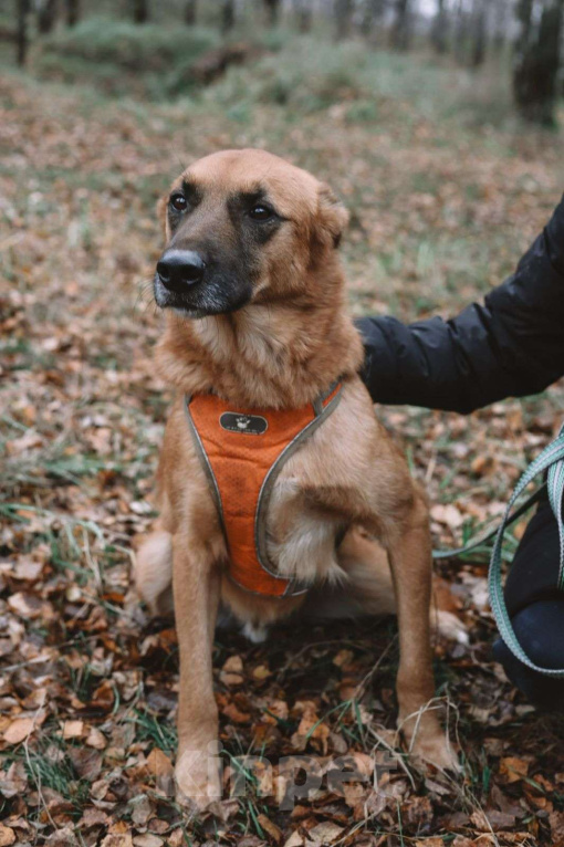 Собаки в Москве: Рыжее солнышко Мальчик, Бесплатно - фото 9