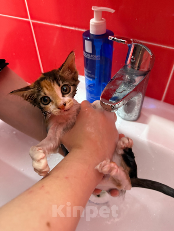 Кошки в Москве: Котенок-девочка в добрые руки Девочка, Бесплатно - фото 2