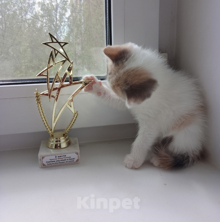 Кошки в Омске: Шотландская девочка Девочка, 10 000 руб. - фото 2