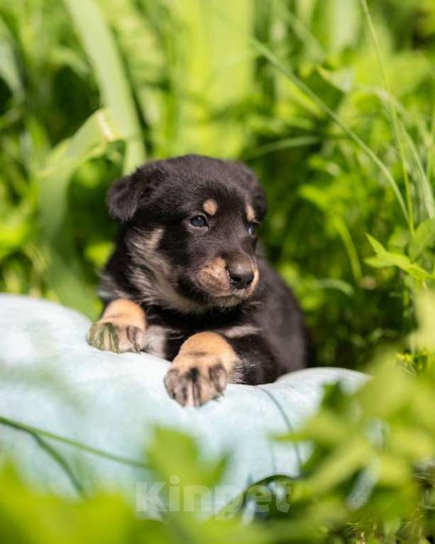 Собаки в Москве: Щенята — почти волчата ищут дом Мальчик, 1 руб. - фото 7