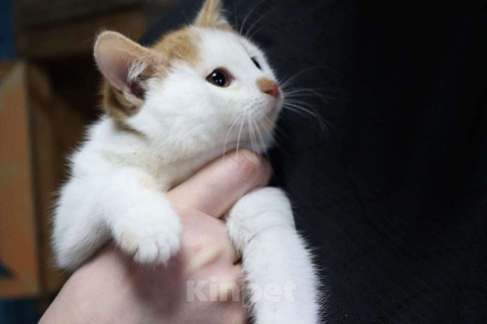 Кошки в Москве: Котята в поисках своих пап и мам Мальчик, Бесплатно - фото 2