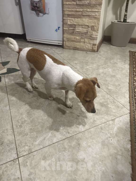 Собаки в Ивантеевке: Найдена собака! Девочка, 1 руб. - фото 3